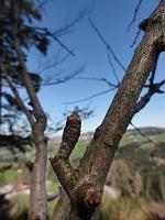  2. April 2011 - bald treiben die Knospen
